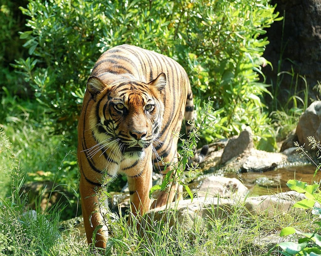 tiger, sumatran tiger, big cat