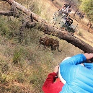 Tiger tours and Wildlife Holidays