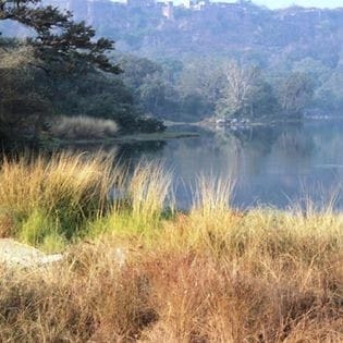 National Park for Tiger
Safari in India